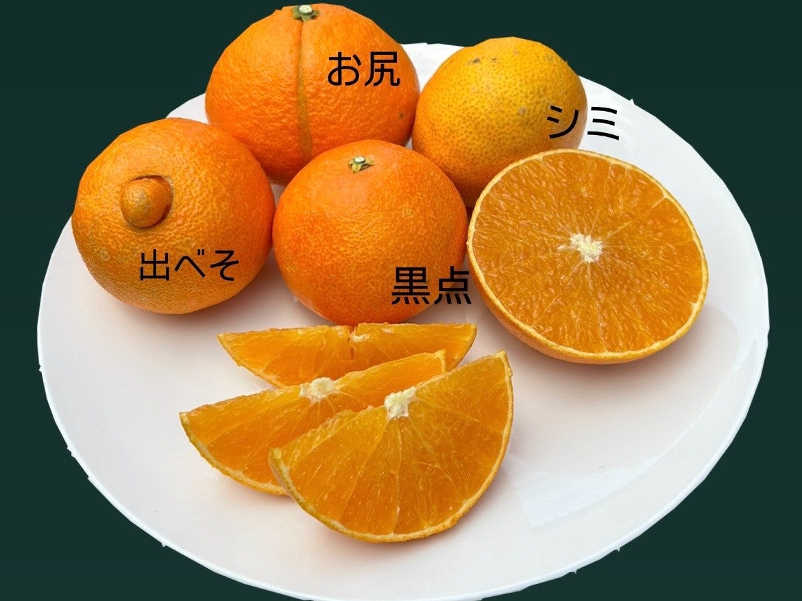 紅まどんな | 北条森農園