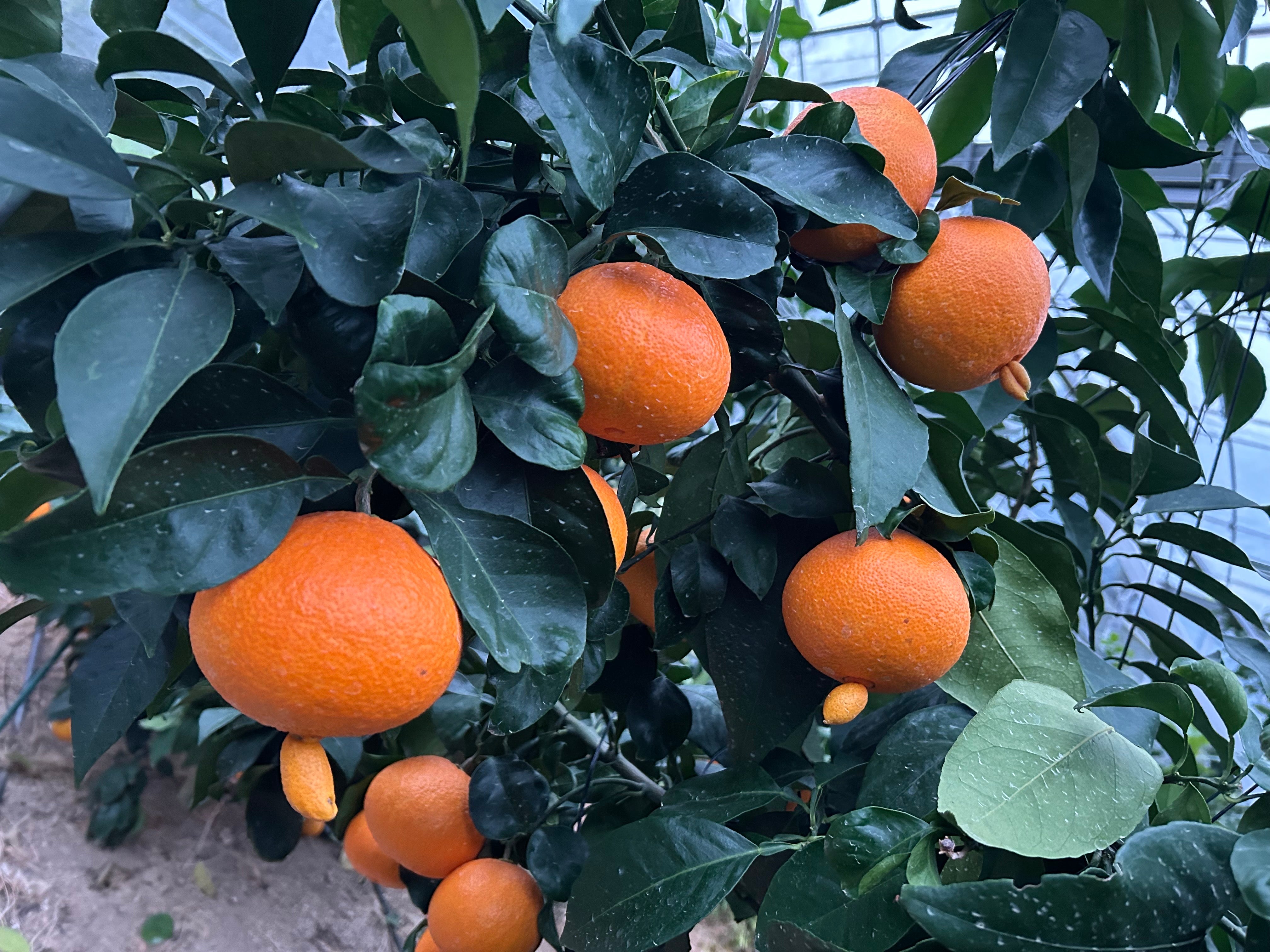 紅まどんな | 北条森農園